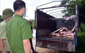 Phát hiện vụ vận chuyển gần 1 tấn lợn và thịt lợn mắc dịch tả lợn châu Phi