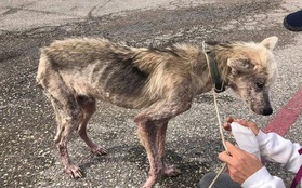 Bị chủ hành hạ bỏ cho chết đói, chú chó husky da bọc xương được cứu sống và "lột xác" ngoạn mục sau một thời gian ngắn