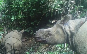 Hai con tê giác Java thuộc loài sắp tuyệt chủng ra đời tại Indonesia