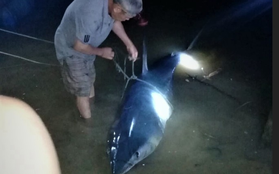 Cá mập xanh "khủng", miệng còn dính lưỡi câu dạt vào sông Bến Hải