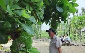 Phát hiện thi thể trong vườn tiêu ở Đồng Nai