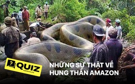 Quiz: Những sự thật bạn chưa từng nghe về "hung thần Amazon", đảm bảo bạn sẽ choáng ngợp khi biết một con Anaconda có thể to lớn đến mức độ nào