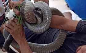 Nọc độc rắn hổ mang chúa 4,6kg ở núi Bà Đen "biến mất" khỏi người nạn nhân cách nào?