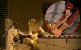 Video 2 chú mèo đánh nhau trên mái nhà vô tình cover lại cảnh phim "Vua Sư Tử" và gây sốt với hàng triệu lượt xem