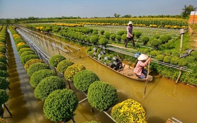 "Ngất lịm" giữa hàng chục cánh đồng cúc mâm xôi rộng bạt ngàn ở một trong những ngôi làng ăn Tết sớm nhất cả nước