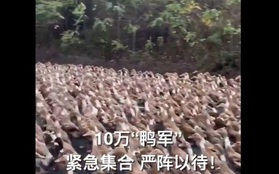 Trung Quốc cử “đội quân” 10 vạn con vịt đến biên giới để tiêu diệt 400 tỷ con châu chấu
