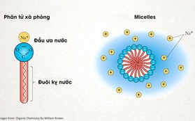 [Infographic] Lịch sử của xà phòng và cách chúng tiêu diệt virus corona