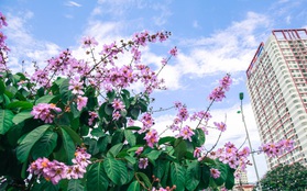 Trở lại cuộc sống bộn bề như trước, có mấy ai nhận ra Hà Nội đang trong một mùa hoa bằng lăng đẹp tuyệt vời