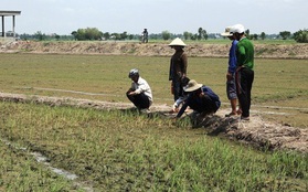 Nông dân ngồi khóc trên bờ ruộng vì lúa bất ngờ chết sạch