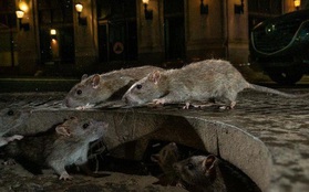 Mỹ: CDC cảnh báo chuột "bất thường, hung dữ" do thiếu ăn trong dịch Covid-19
