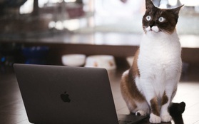 Nhật Bản: Họp từ xa xong sếp vẫn "bắt" online chỉ để ngắm mèo nhà nhân viên