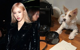 Cún nhà Rosé (BLACKPINK) đổi đời: Từ bị bỏ rơi thành sao, nhận quà Giáng sinh xa xỉ trăm triệu, đích thân giám đốc YSL gửi thư