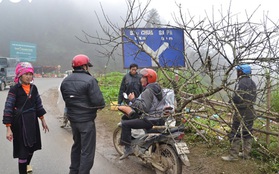 "Đào vùng cao xuống phố thực chất được trồng trong vườn, không phải đào rừng"