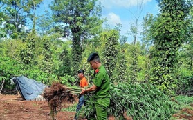 Sự thật việc trồng cần sa cho heo, gà ăn sẽ lớn nhanh