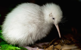 Con chim trắng chết trên bàn mổ khiến cả New Zealand tiếc thương