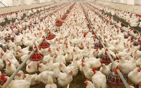 Dịch cúm gia cầm lan rộng ở miền Tây Nhật Bản, hơn 2 triệu con gà bị tiêu hủy