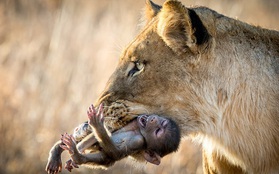 Khoảnh khắc nhói lòng khi sư tử ngoạm chặt chuẩn bị "đánh chén" chú khỉ con, đau đớn nhưng là quy luật nghiệt ngã của tự nhiên