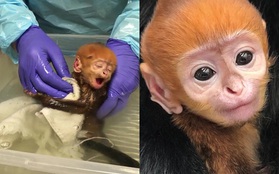 Bé khỉ Mỹ sinh ra đã bị mẹ bỏ rơi, được nhân viên vườn thú đặt tên tiếng Việt cực đáng yêu khiến trăm nghìn dân mạng "lịm tim"
