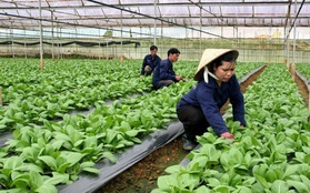 Năm 2025, thu nhập nông dân Hà Nội đạt 65 triệu/người