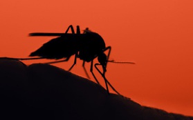 Xuất hiện muỗi gây sốt rét mới ở châu Phi