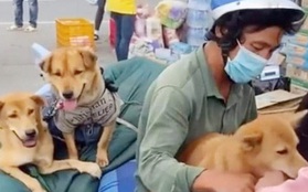 Vụ tiêu hủy đàn chó của cặp vợ chồng về Cà Mau: Đại diện Cục Thú y lên tiếng