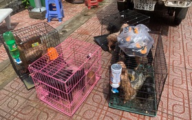 Người phụ nữ thành F0, chính quyền Biên Hoà đón 12 chú chó về chăm: "Gia đình rất biết ơn"