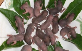"Ba tiếng chít": Món đặc sản Trung Quốc làm từ chuột bao tử, cấm kỵ cho người yếu tim!