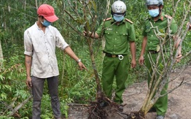 Tạm giữ 2 đối tượng lẻn vào vườn lúc nửa đêm để trộm 7 gốc mai vàng