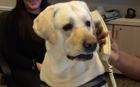 Đây là chiếc "điện thoại" dành cho chó, giúp chúng tự gọi video call với chủ