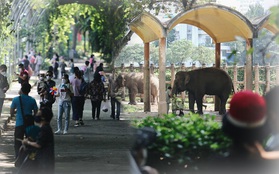 Ngày đầu Thảo Cầm Viên Sài Gòn mở cửa sau 6 tháng tạm dừng vì dịch, người dân háo hức mua vé ghé thăm bầy thú