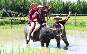 Nông dân Hội An thu đô la nhờ xịt nước hoa, bôi phấn cho… trâu để làm du lịch