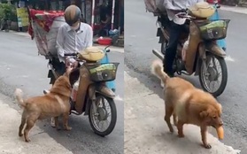 Chú chó mua bánh mì thiếu một cách "uy tín" khiến nhiều người phát cuồng: Chắc là mối ruột của chú bán bánh mì rồi!