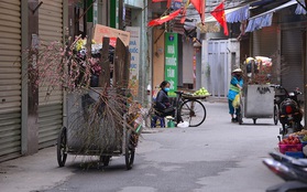 Sau Tết, công nhân vệ sinh môi trường vất vả thu gom đào, quất bị vứt đầy đường