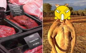 Có thể bạn chưa biết nhưng "biểu tượng" nước Úc có thể ăn thịt được, mùi vị khá giống với con vật hay "chạy" ngoài đồng
