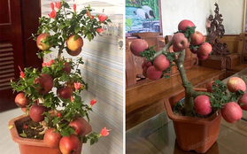 Gia đình bỏ hơn 1 triệu mua cây táo chơi Tết, 3 ngày sau cây nở ra… hoa dâm bụt khiến khách vừa “khen đểu” vừa cười tắc thở
