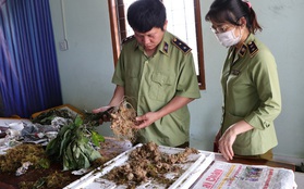 Sâm Ngọc Linh giả đưa vào tận "thủ phủ sâm" thật để lừa bán