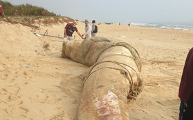 Xác cá voi "khổng lồ" trôi vào bờ biển Quảng Nam