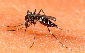 Phú Yên ghi nhận 2 trường hợp tử vong do sốt xuất huyết