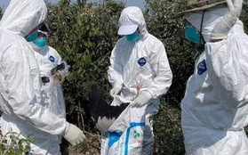 Hàng nghìn con chim tại Campuchia bị chết vì cúm H5N1
