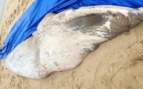 Phát hiện cá Voi trắng dài 7 mét dạt vào bờ biển Quảng Bình