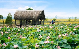 Cánh đồng sen ở Đồng Tháp đang vào mùa nở rộ mà còn miễn phí vé vào, thực đơn toàn món đặc sản giá chỉ từ 8k