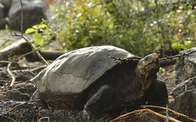Rùa tuyệt chủng cách đây hơn 100 năm bất ngờ xuất hiện ở Galápagos