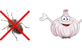 Mẹo vặt giúp diệt trừ 10 loại côn trùng nguy hiểm này trong nhà