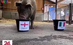 Lợn dự đoán tuyển Anh vô địch Euro 2020
