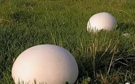 Phát hiện 2 "quả trứng" khổng lồ trên bãi cỏ, đi hỏi người dân địa phương, nữ du khách ngỡ ngàng trước phản ứng của đối phương