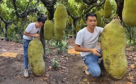 Anh nông dân khoe vườn mít "trong mơ": Quả mít to hơn cả 1 người lớn, nhìn không tin nổi