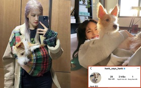 Hank - Chú chó nhà người ta, có hẳn 2 triệu follower, được các thành viên BLACKPINK hết mực cưng chiều