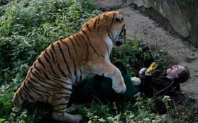 Kinh hãi cảnh hổ tấn công nhân viên vườn thú, nạn nhân thoát chết ngoạn mục nhờ con vật... quá già