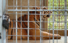 9 con hổ ở Nghệ An còn sống sau vụ giải cứu: Mỗi ngày tiêu tốn hết 20 triệu đồng