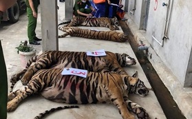 Nghệ An: 8 trong số 17 cá thể hổ đã chết sau khi thu giữ